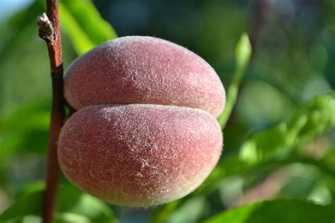 sweetest peach|Guide to Peach Varieties 